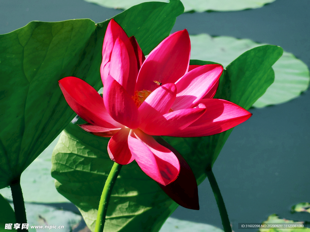 朝阳公园的荷花