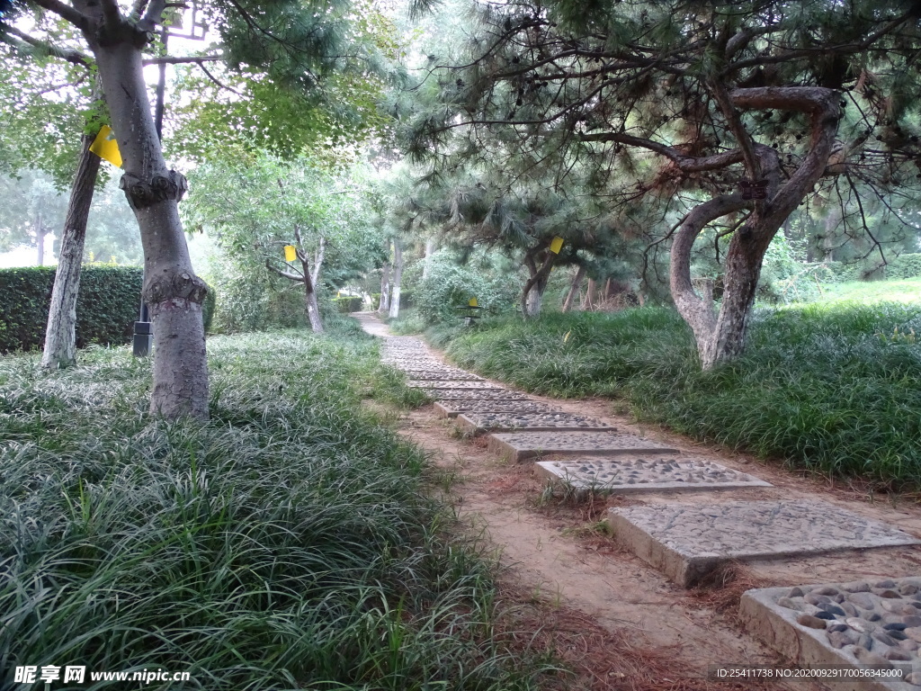 小路旁边古老树