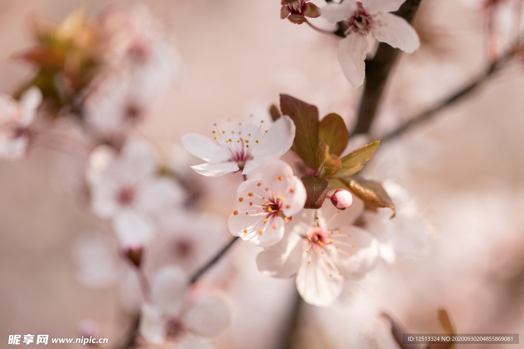 樱花