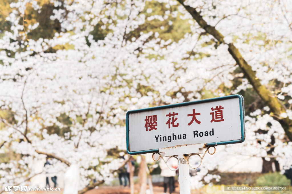 武汉樱花大道