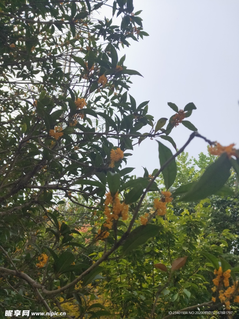 十月金秋桂花开