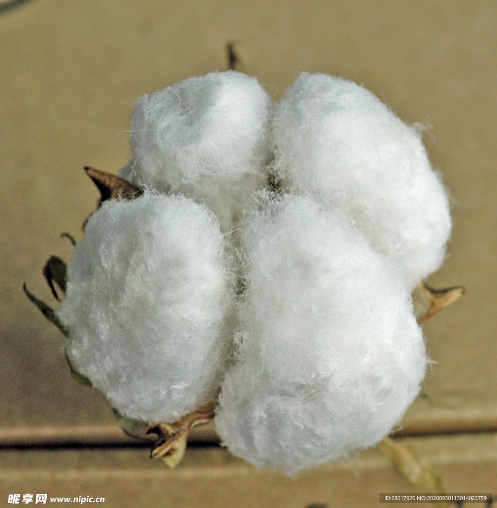 棉花朵