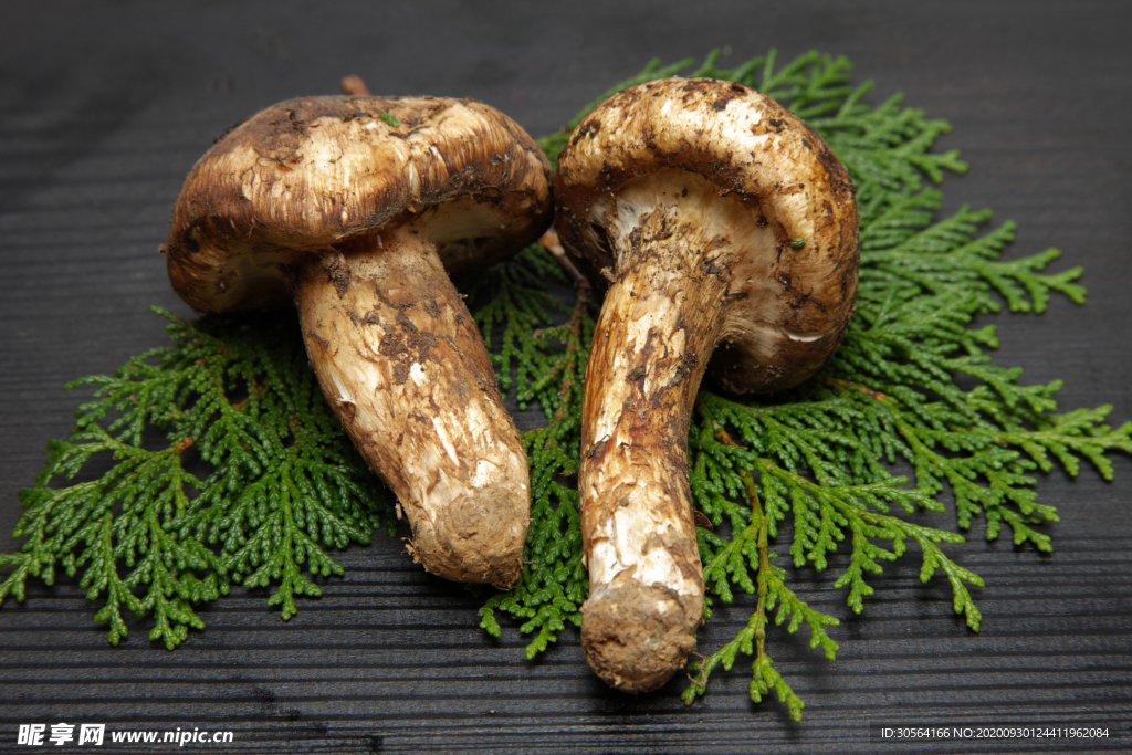 蘑菇香菇配料背景海报素材