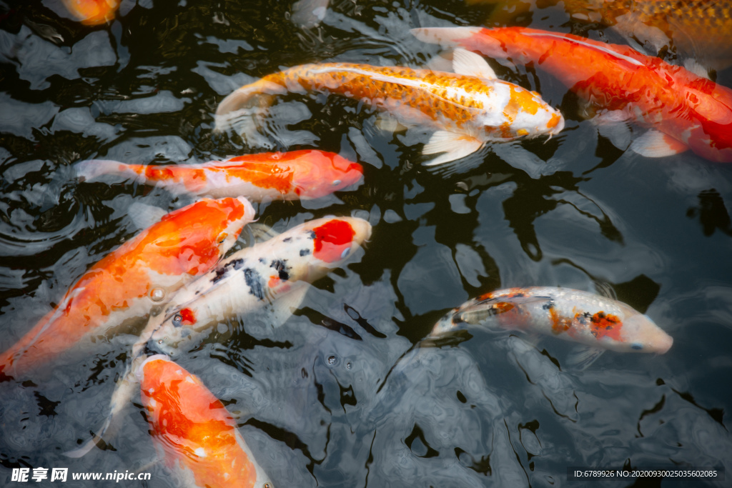 水塘里养殖的一群锦鲤鱼