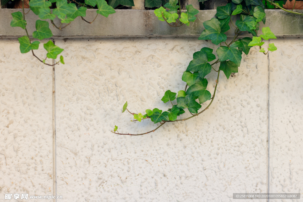爬山虎