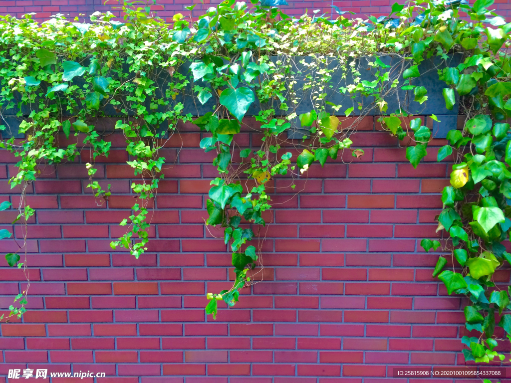 爬山虎