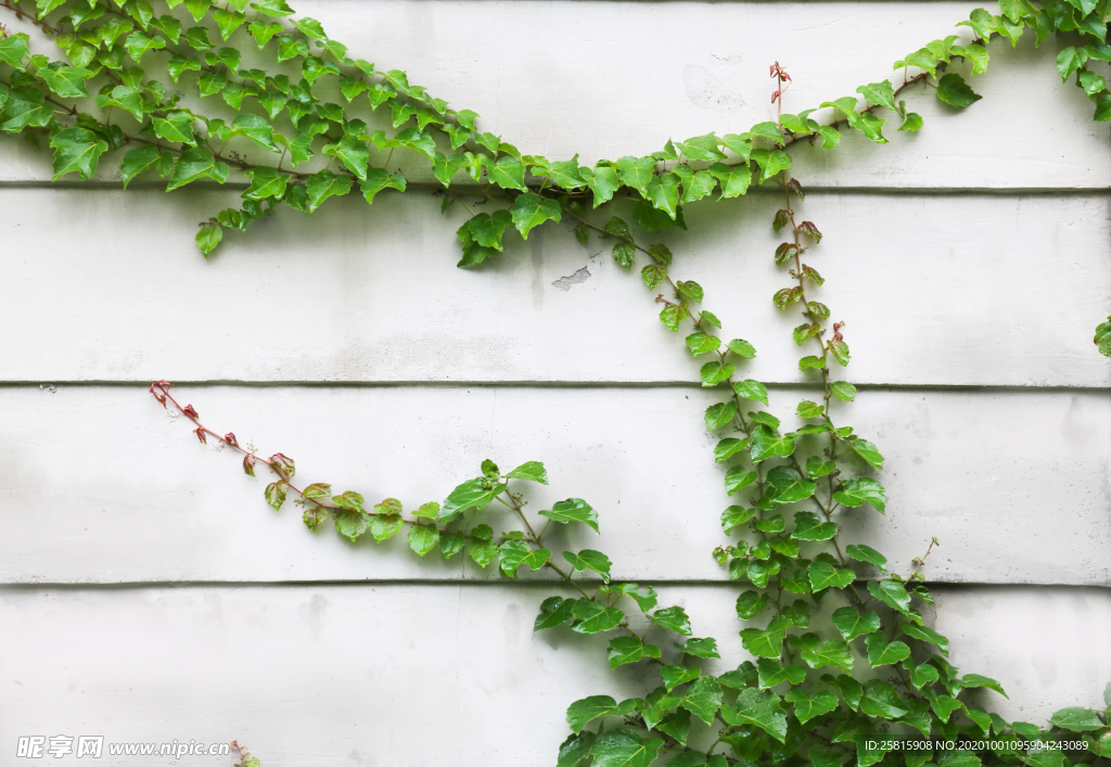 爬山虎