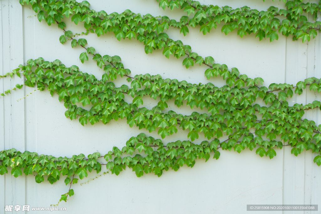 爬山虎