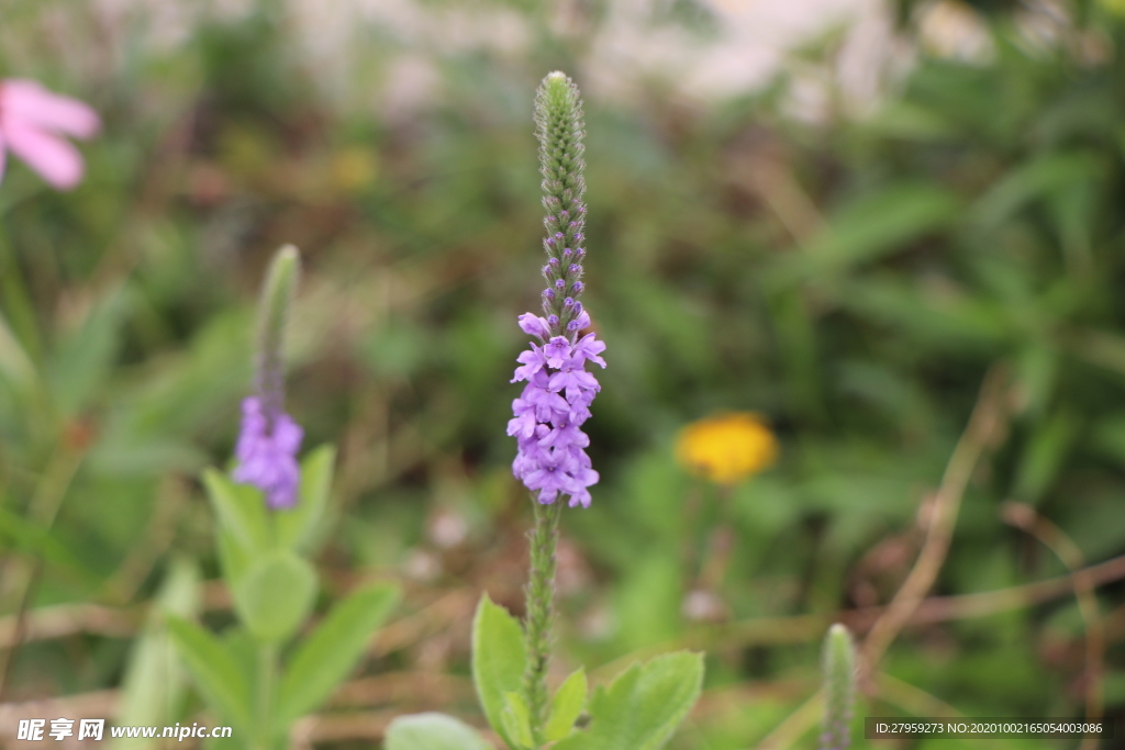 野生薰衣草图片