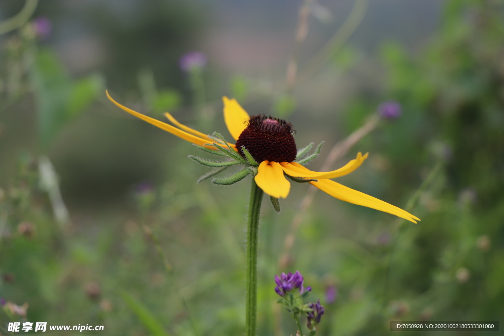 黑心金光菊图片