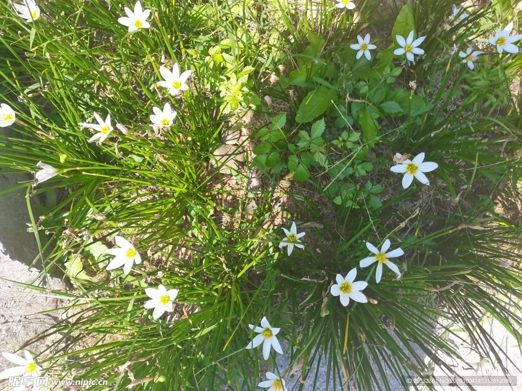 草地上的小白花