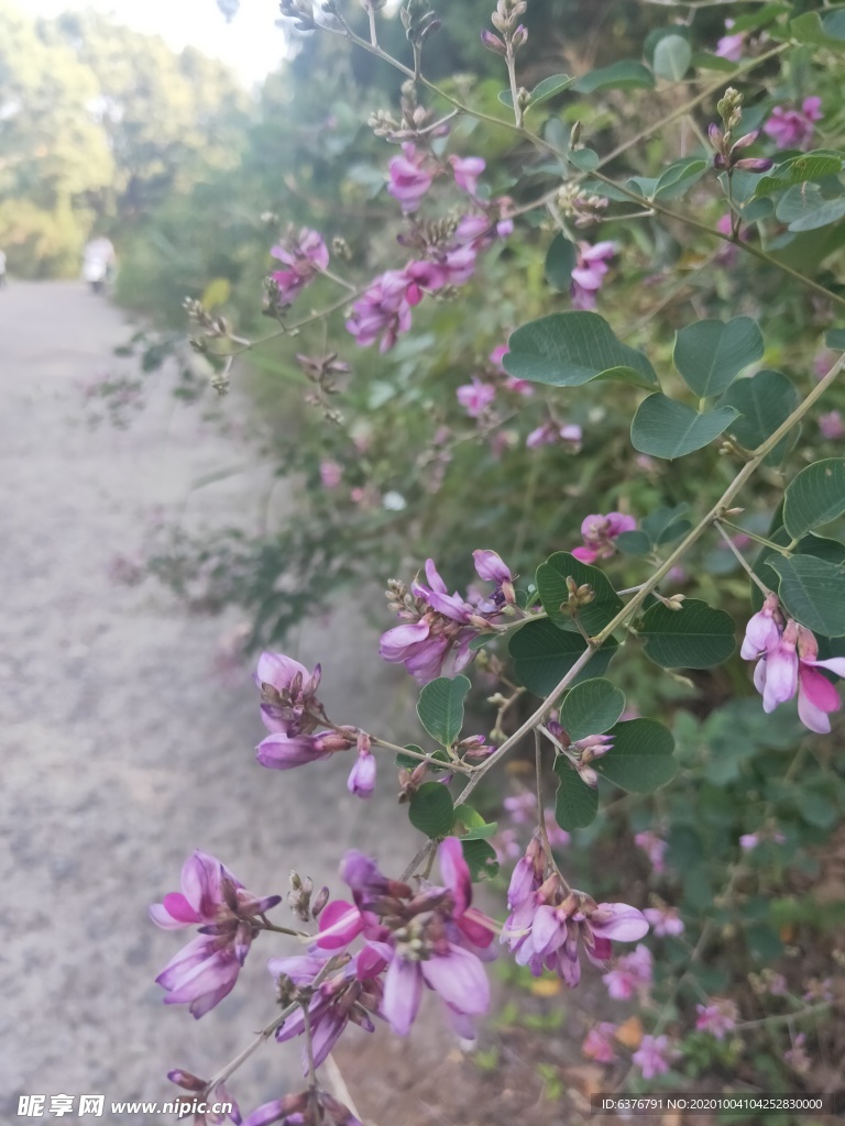 路边野花 紫色 小花 绿色 花