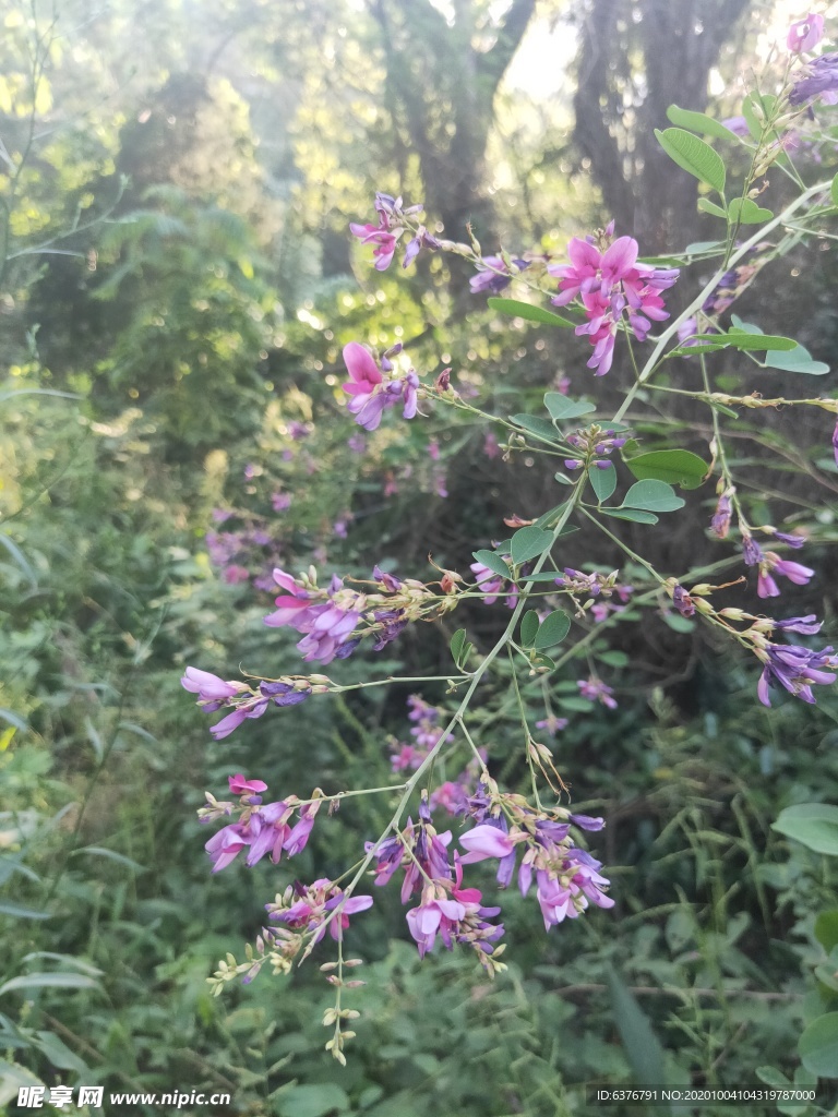 路边野花 紫色 小花 绿色 花