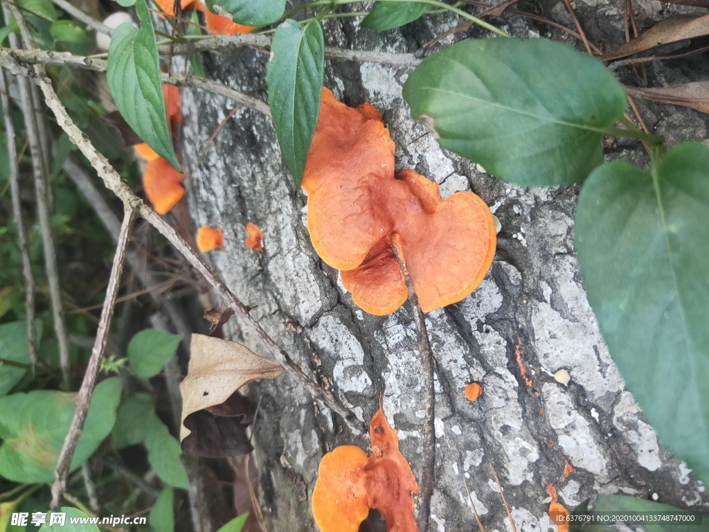 野生 毒蘑菇 黄色蘑菇 蘑菇
