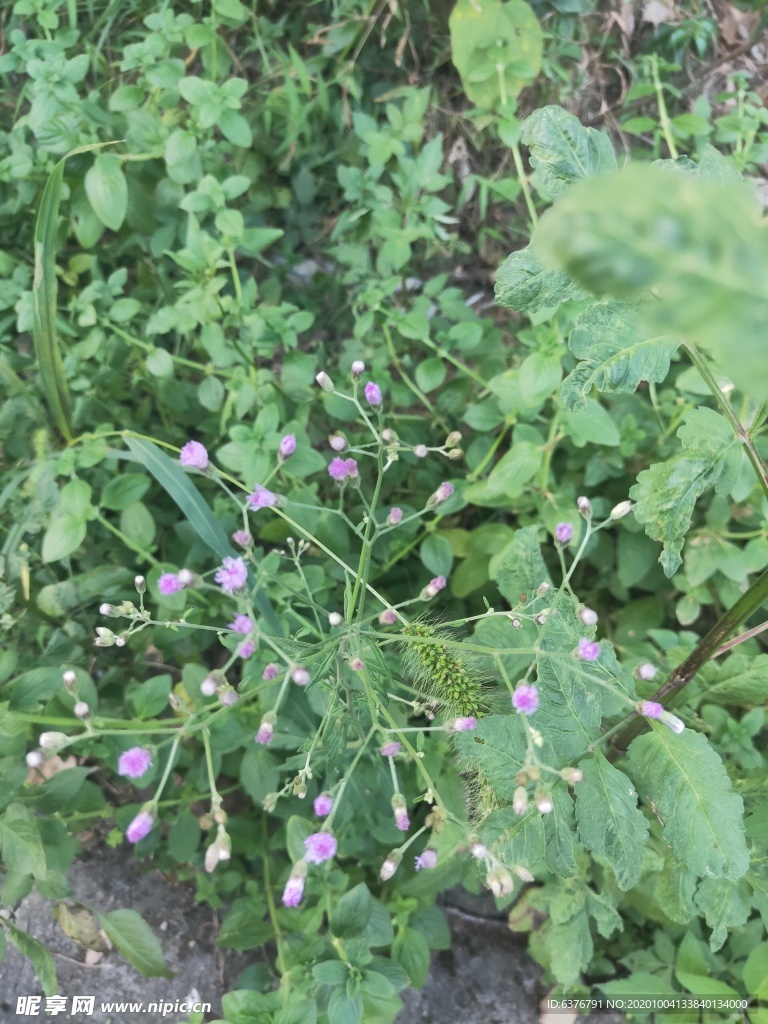 路边野花 粉色小花