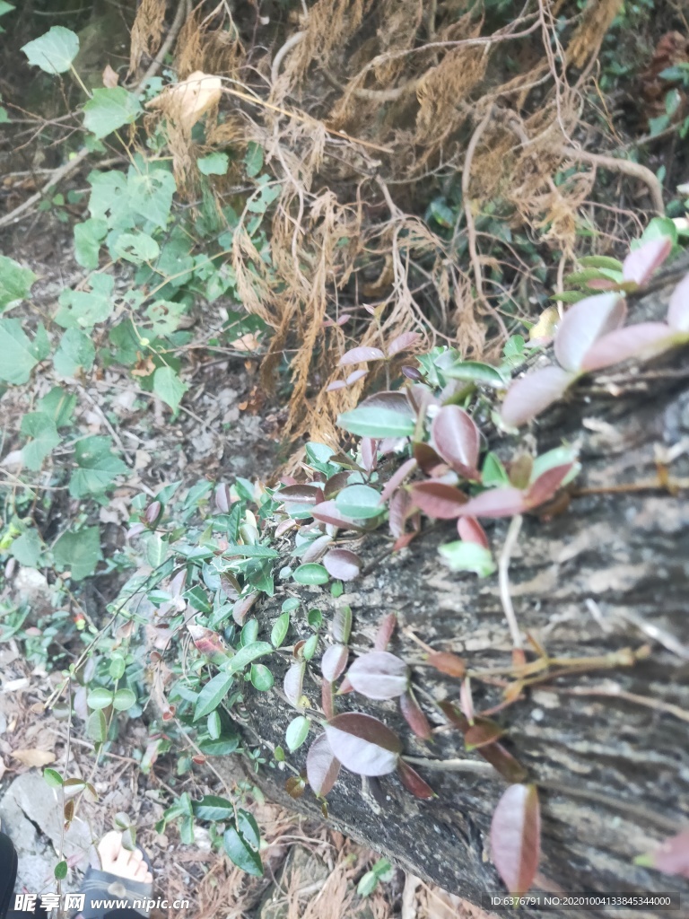 爬山虎 壁虎草 绿色 红色 植