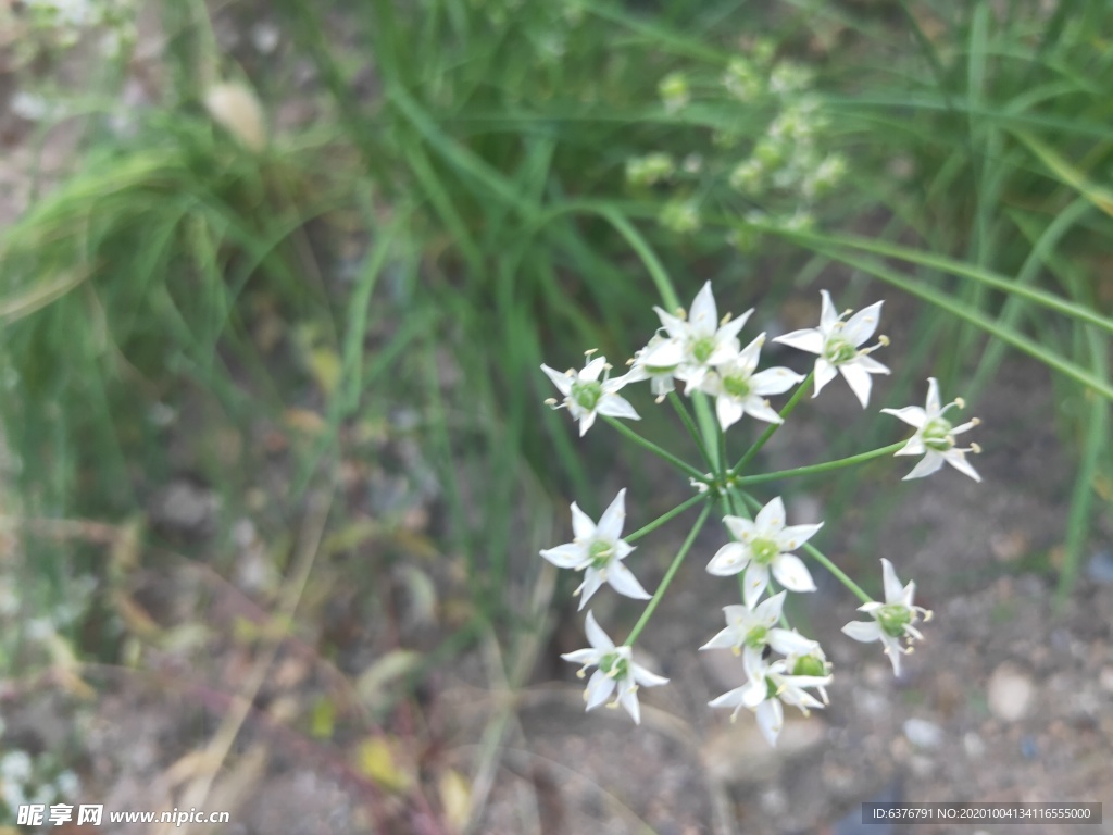 韭菜花 韭菜籽 白色 小花 绿