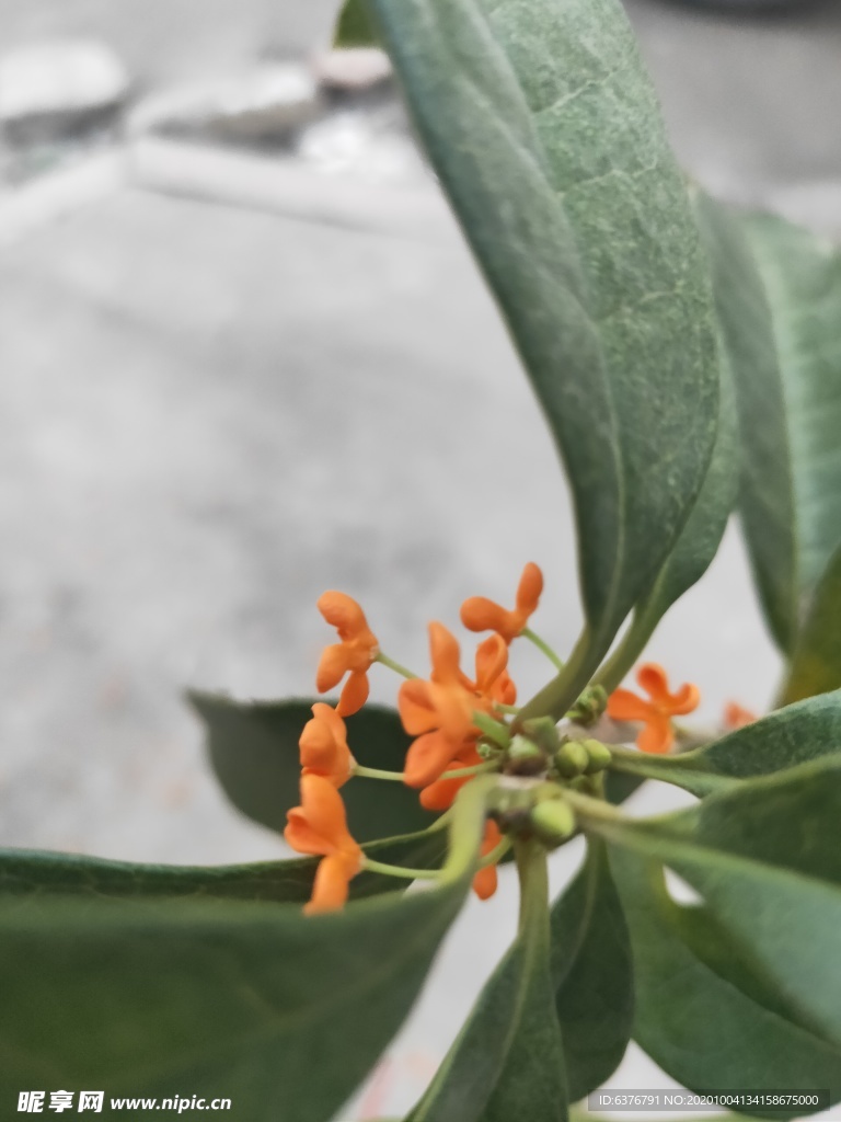 桂花 红色小花 桔色小花 绿叶