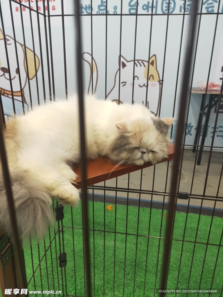 笼子里的猫 黄色的猫 白色的