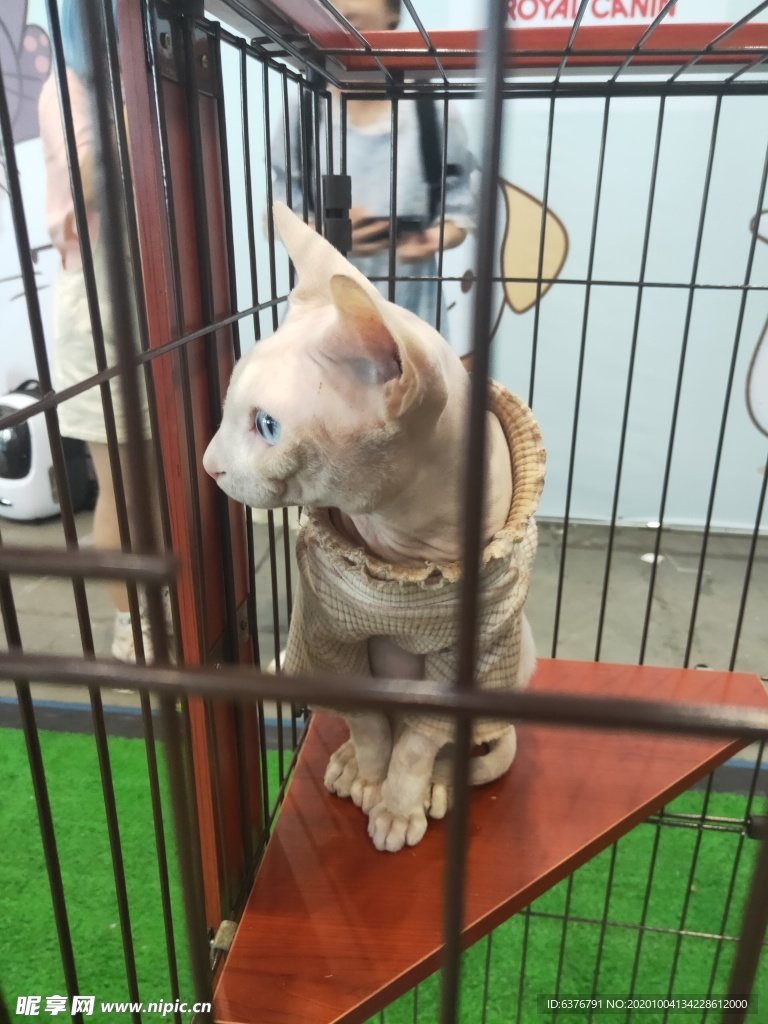 笼子里的猫 黄色的猫 白色的