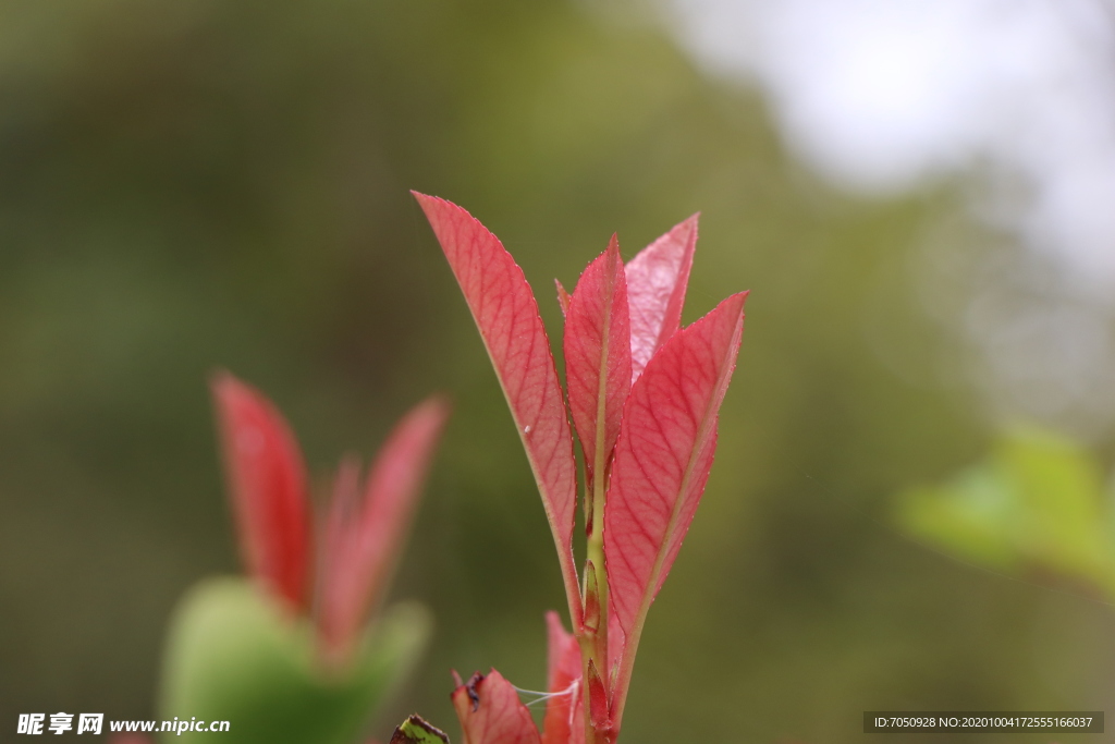 冬青树叶子图片