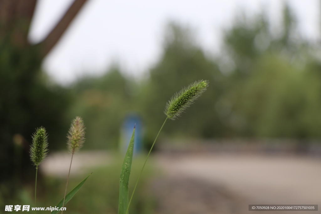 狗尾草图片
