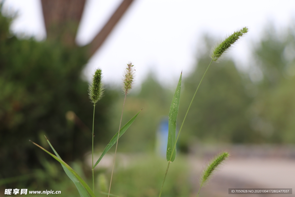 狗尾草图片
