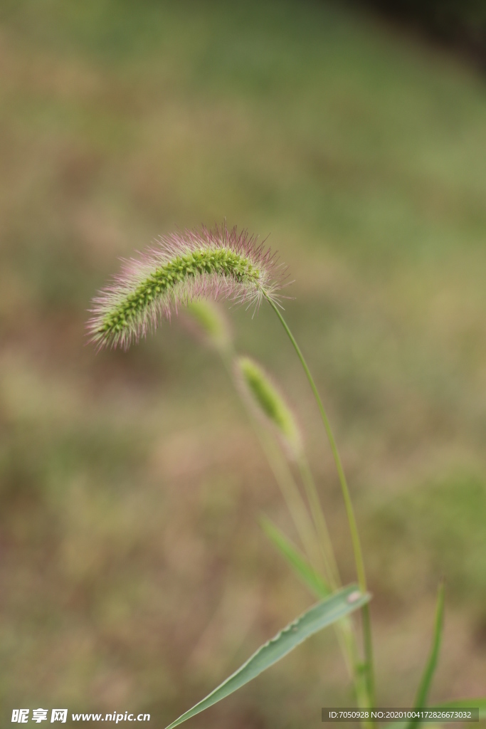 狗尾草图片