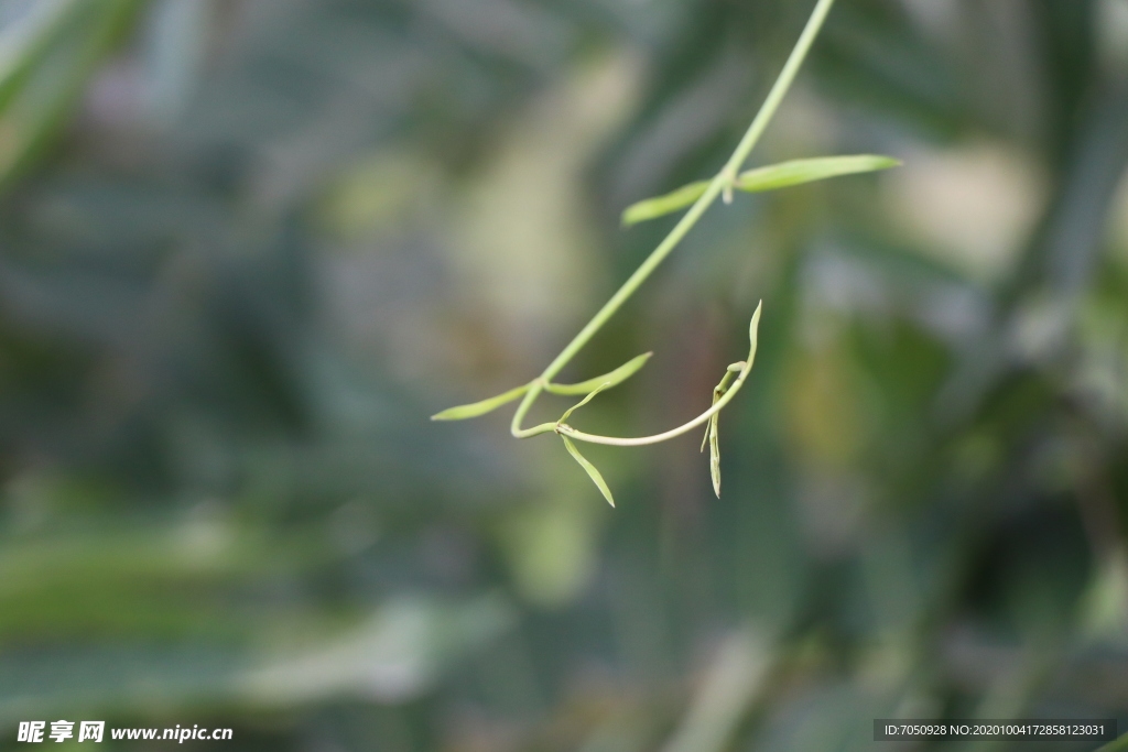 柳叶柳枝垂柳特写