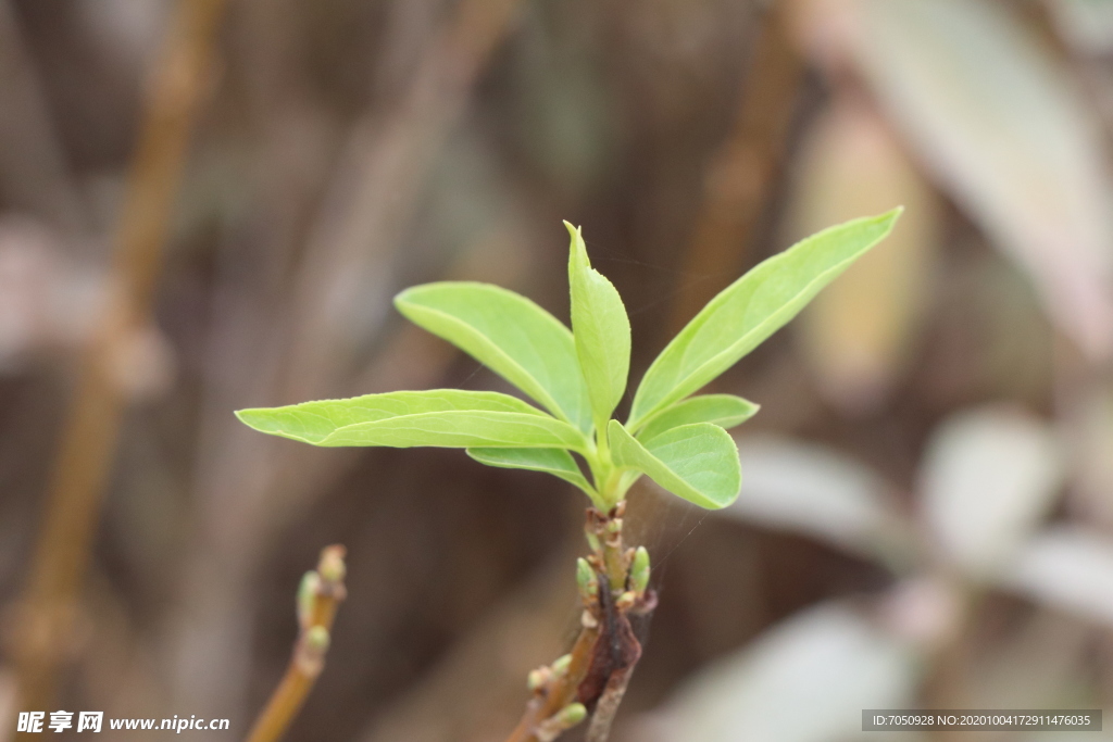 冬青树叶子图片