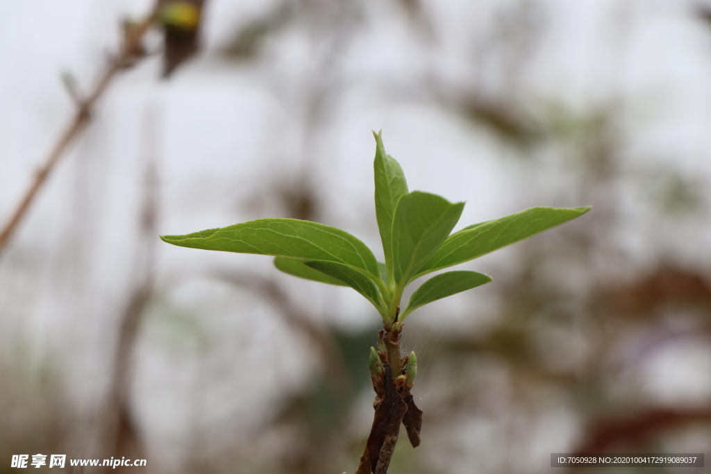 冬青树叶子图片