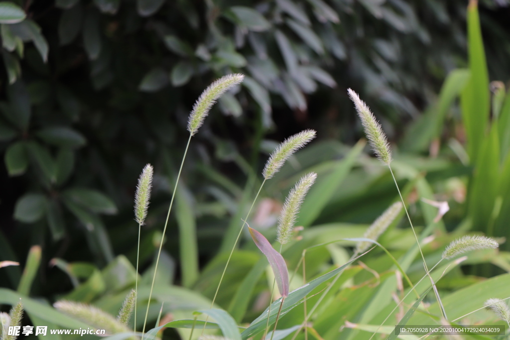 狗尾草图片