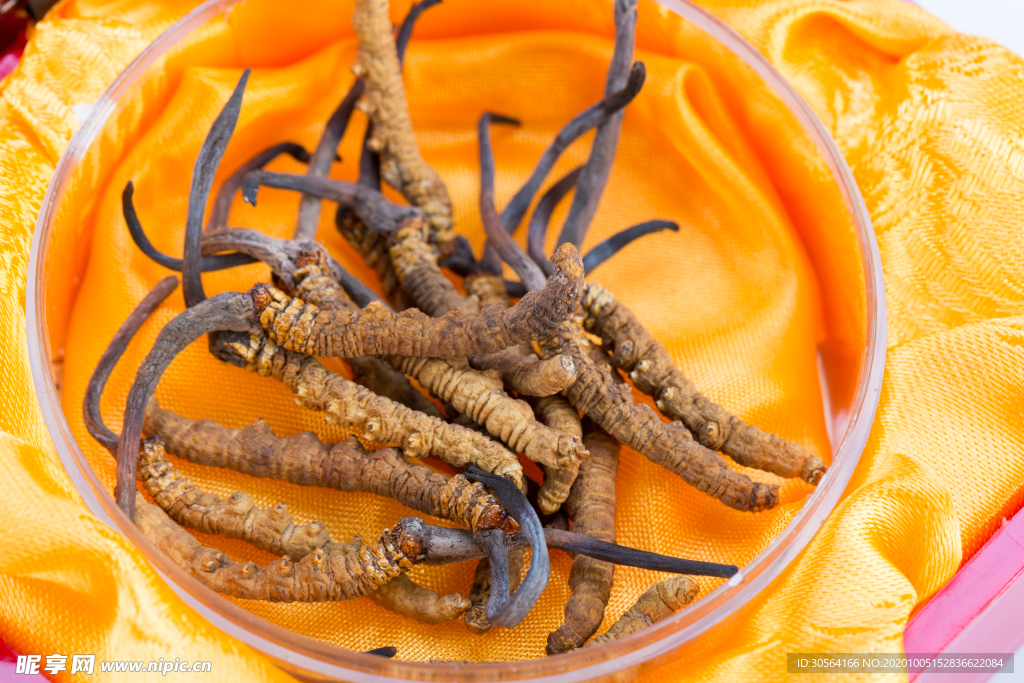 冬虫夏草补品药材背景海报素材