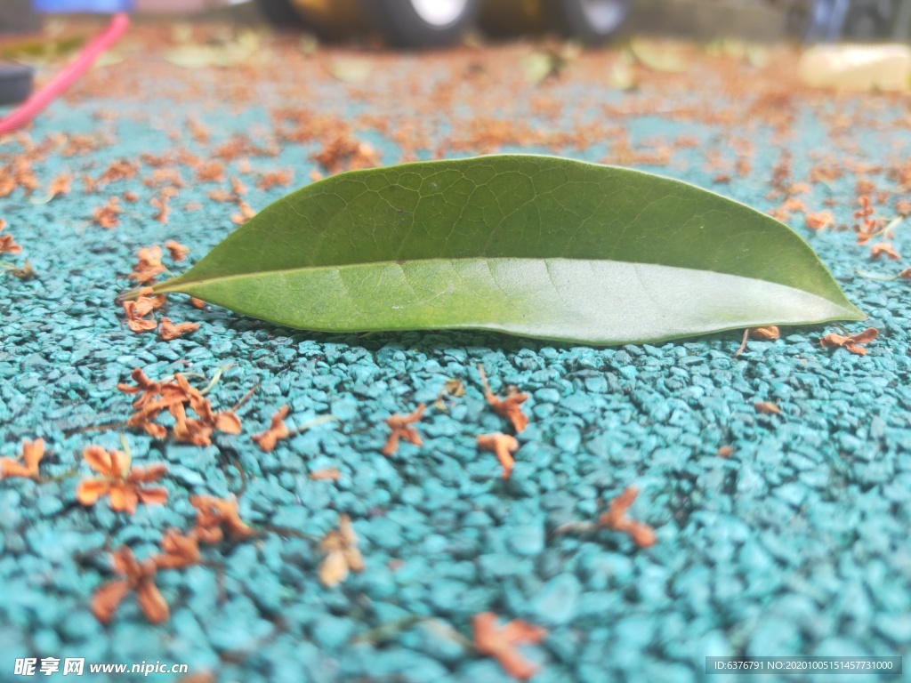 操场上的桂花 叶子 绿叶 桂花