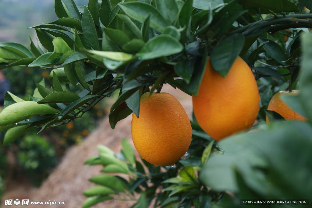 蜜桔水果树叶树枝背景海报素材