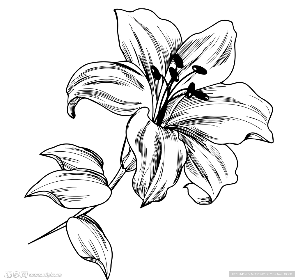 百合花