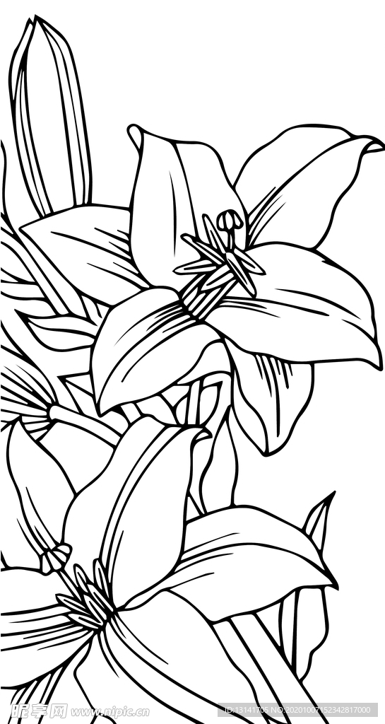 百合花