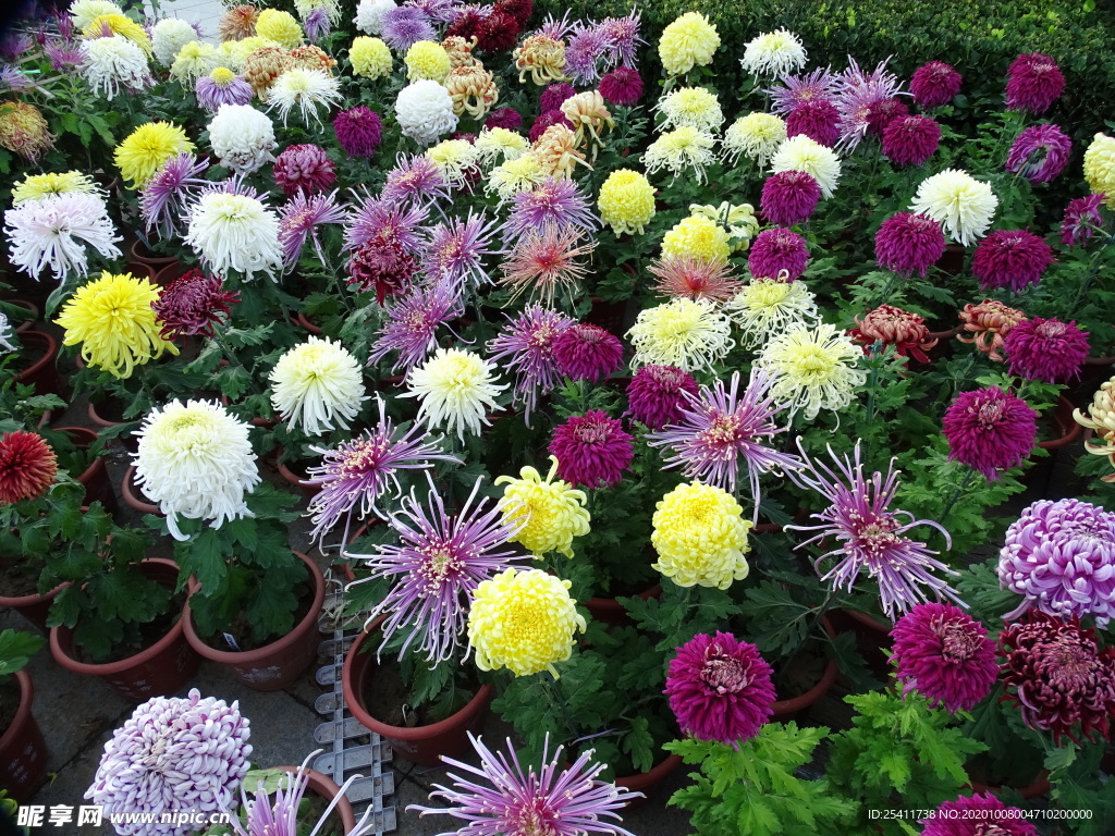 色彩斑斓的菊花