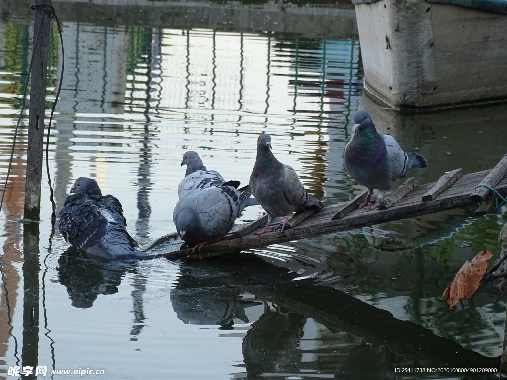 鸽子水中嬉戏