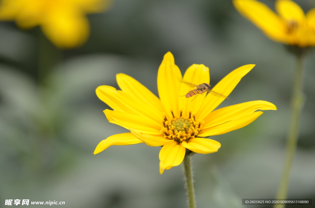 菊芋花 蜜蜂采蜜