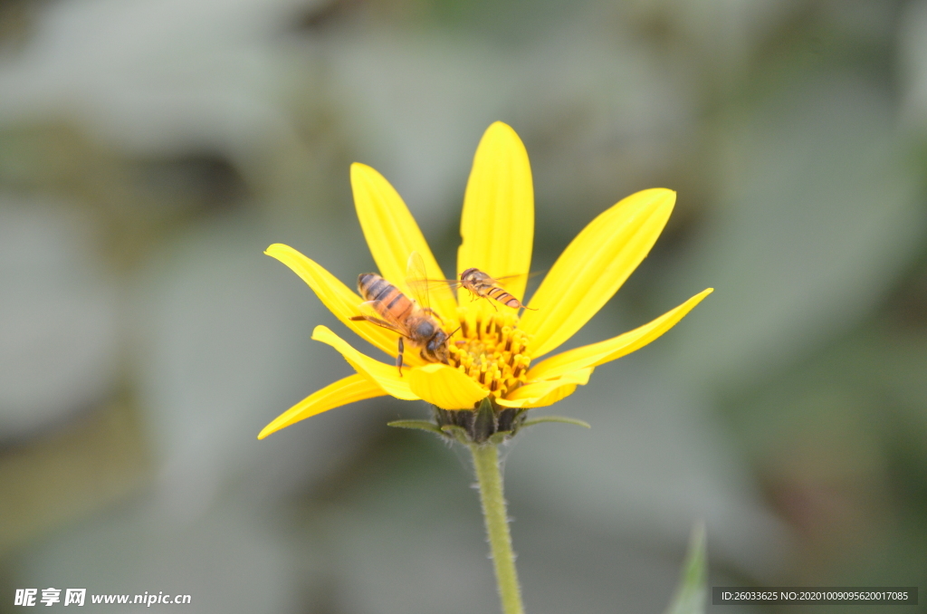 菊芋花 蜜蜂采蜜