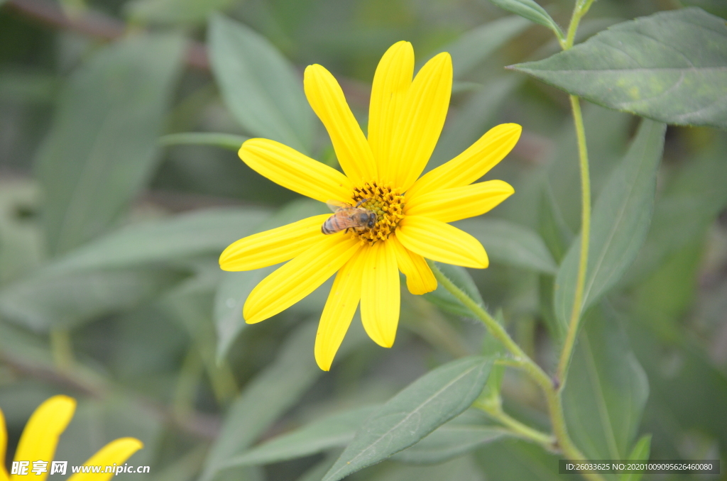 菊芋花 蜜蜂采蜜