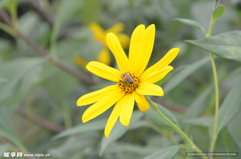 菊芋花 蜜蜂采蜜