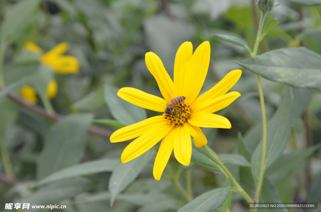 菊芋花 蜜蜂采蜜