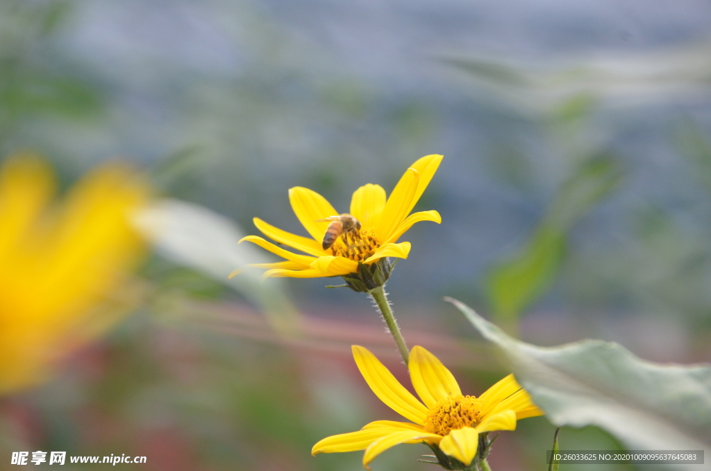 菊芋花 蜜蜂采蜜