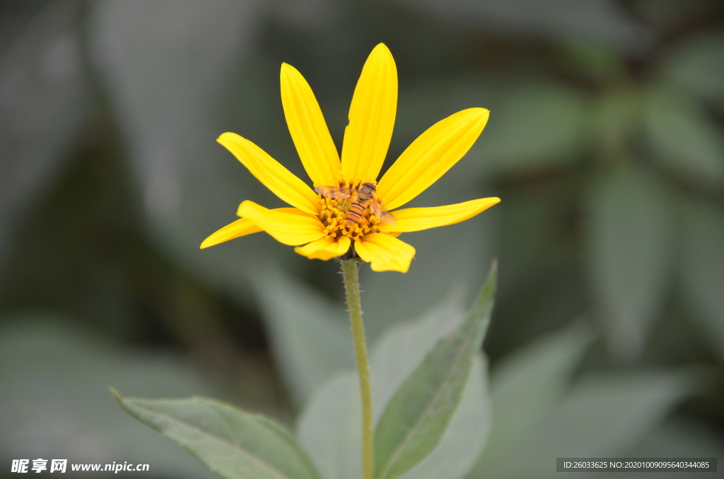 菊芋花 蜜蜂采蜜