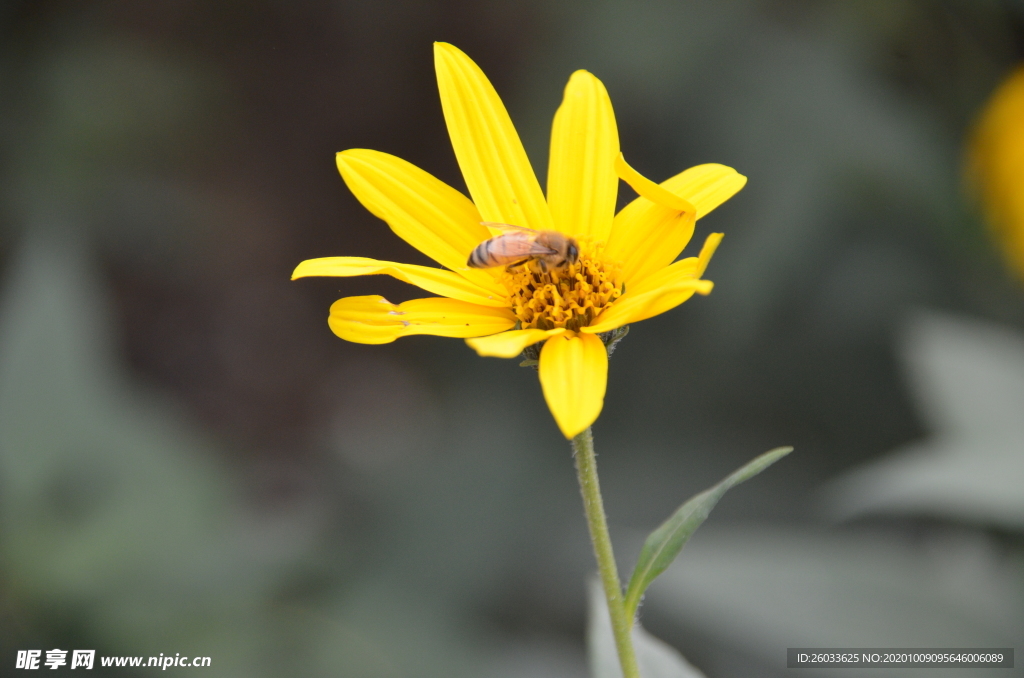 菊芋花 蜜蜂采蜜