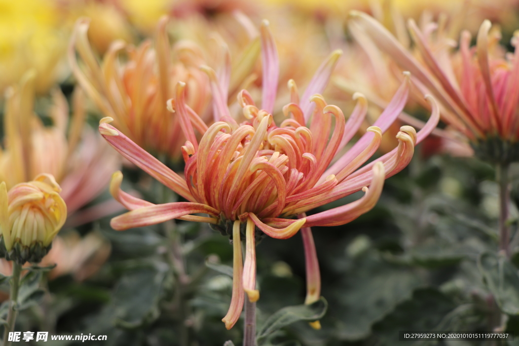 粉色的菊花图片