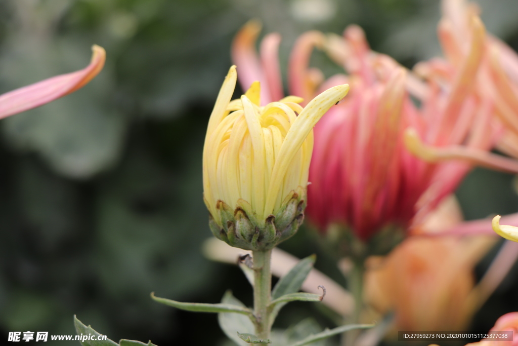 黄色的菊花图片