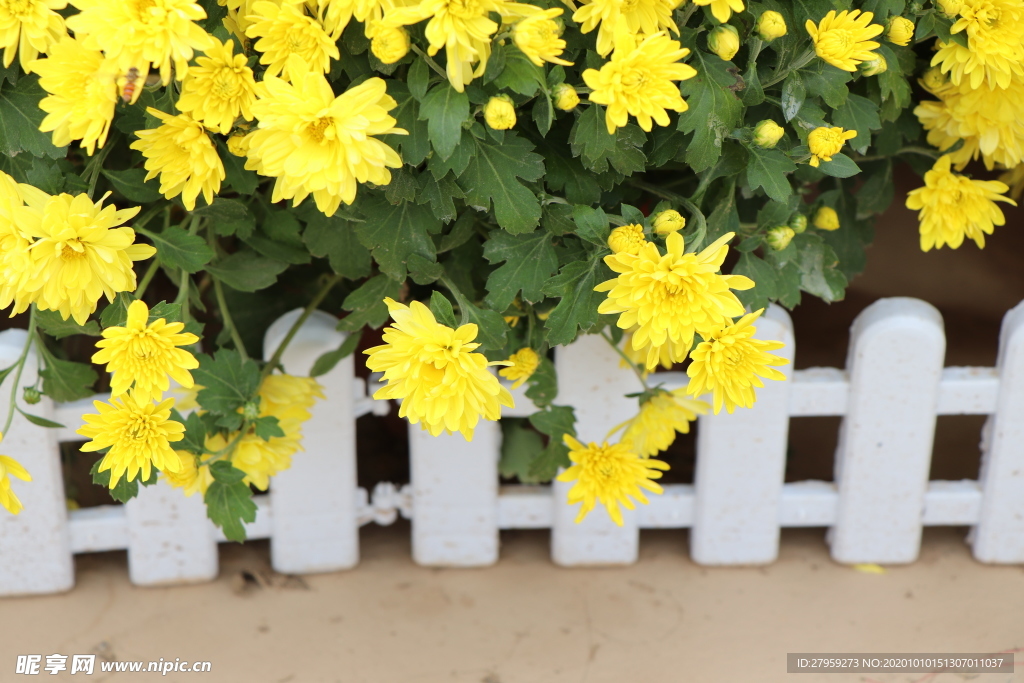 黄色的菊花图片